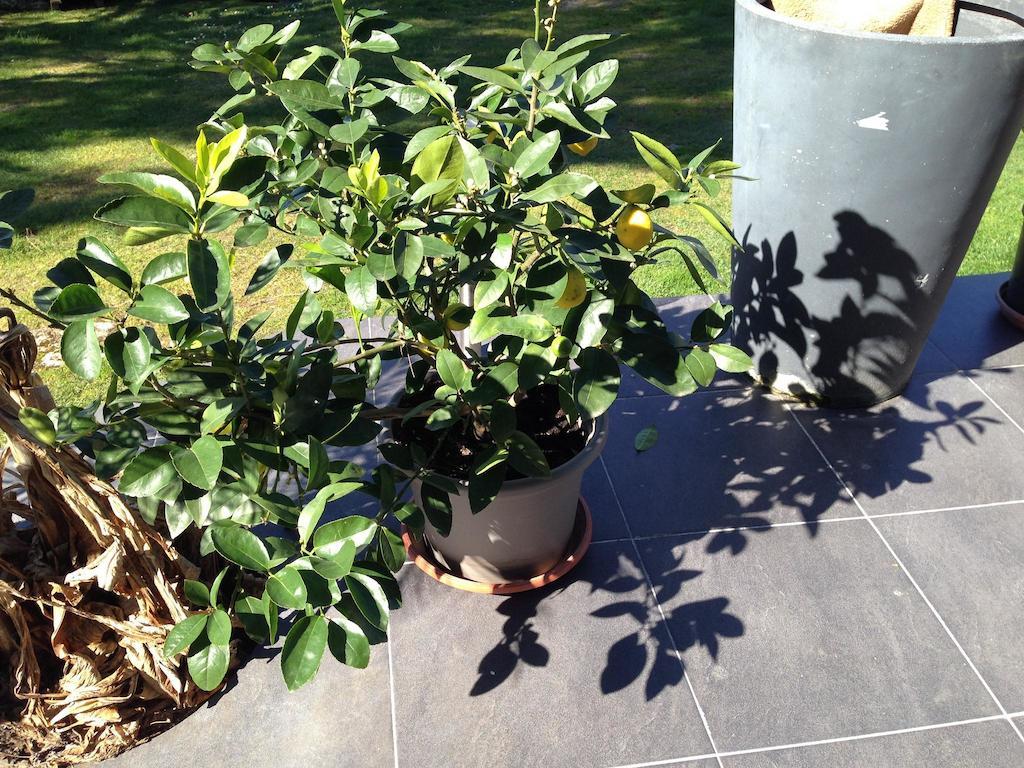Les Camelias Panzió Lalinde Kültér fotó